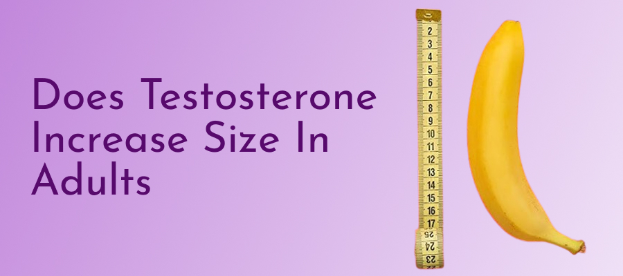 Does Testosterone Increase Size In Adults 1 Does Testosterone Increase Size In Adults